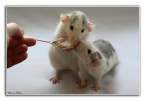 Feeding.jpg