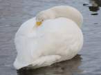 Swan.jpg