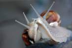 Snails.jpg