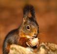 Chipmunk.jpg