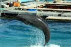 Dolphin.jpg