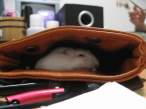 Mouse.jpg