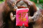 Monkeys.jpg