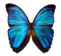 663px-Blue_morpho_butterfly.jpg
