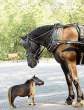 worlds-smallest-horse.jpg