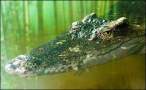 Croc.jpg