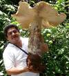 MegaShroom.jpg