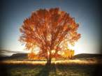 Tree.jpg