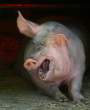Pig.jpg