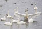 Swan.jpg