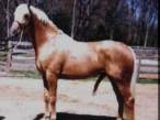 1237-horse_dick.jpg