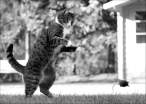Catch.jpg