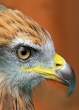 Falcon.jpg