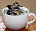 Ducks.jpg