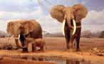 Elephants.jpg