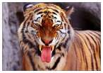 Tiger.jpg