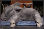 Wabbit.jpg