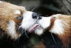 Kiss.jpg