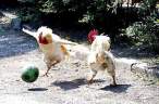 Chick.jpg