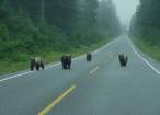 bears.jpg