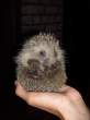 hedge hog.jpg