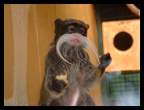 monkey.jpg