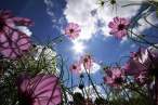 Flowers.jpg