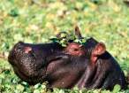 Hippo.jpg