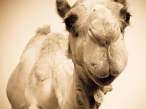 Camel.jpg
