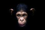 Monkey.jpg