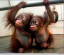 Monkeys.jpg