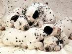 Dalmatian.jpg