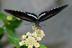 Butterfly.jpg