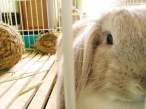 Bunny.jpg