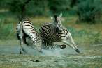 Zebra.jpg