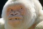 Gorilla.jpg
