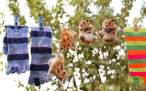 Hanging.jpg