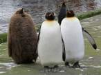 Penguins.jpg