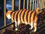 Stripes.jpg