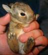 Bunnies.jpg