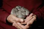 Bunny.jpg