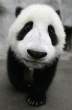 Panda.jpg