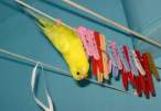 Parrot.jpg