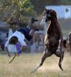 Horse.jpg