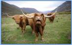 Bull.jpg