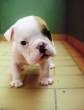 Puppy.jpg