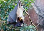 Bat.jpg