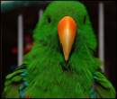 Parrot.jpg