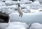 Penguin.jpg