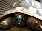Une tortue.jpg